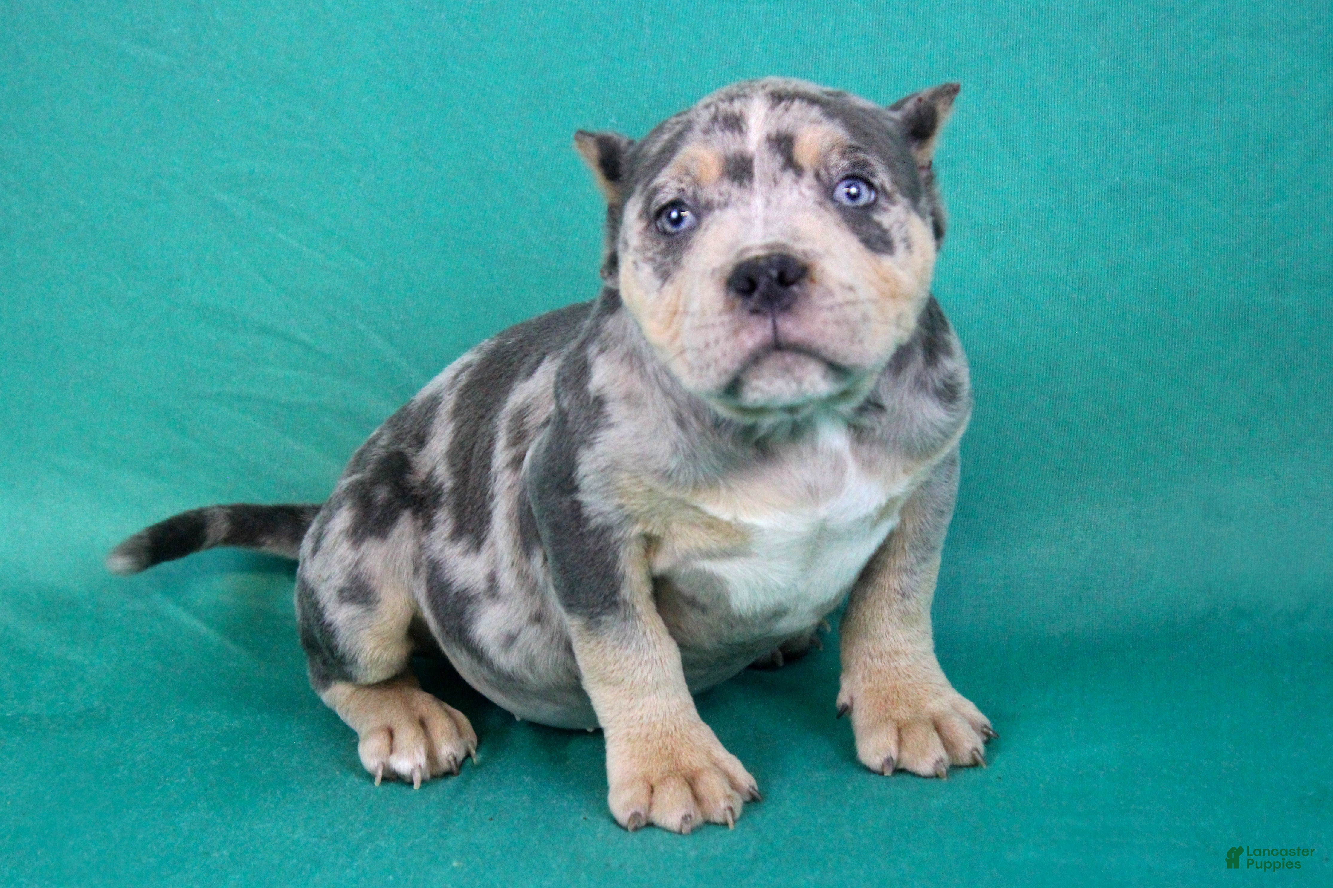 American Bully dogs Blue Tri Merle Female - Ad 31