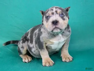 American Bully dogs Blue Tri Merle Female - Ad 31