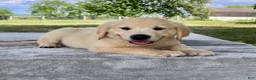 Golden Retriever dogs for sale: Carter - Ad 3