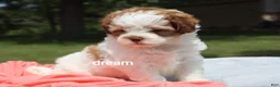 Shihpoo dogs for sale: Lark - Ad 6