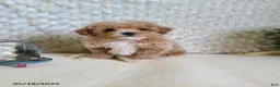 Bichpoo dogs for sale: Pluto - Ad 4