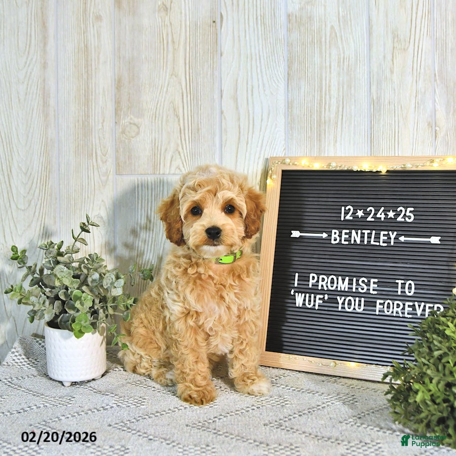 Cockapoo dogs Bentley EXTRA SMALL - Ad 1