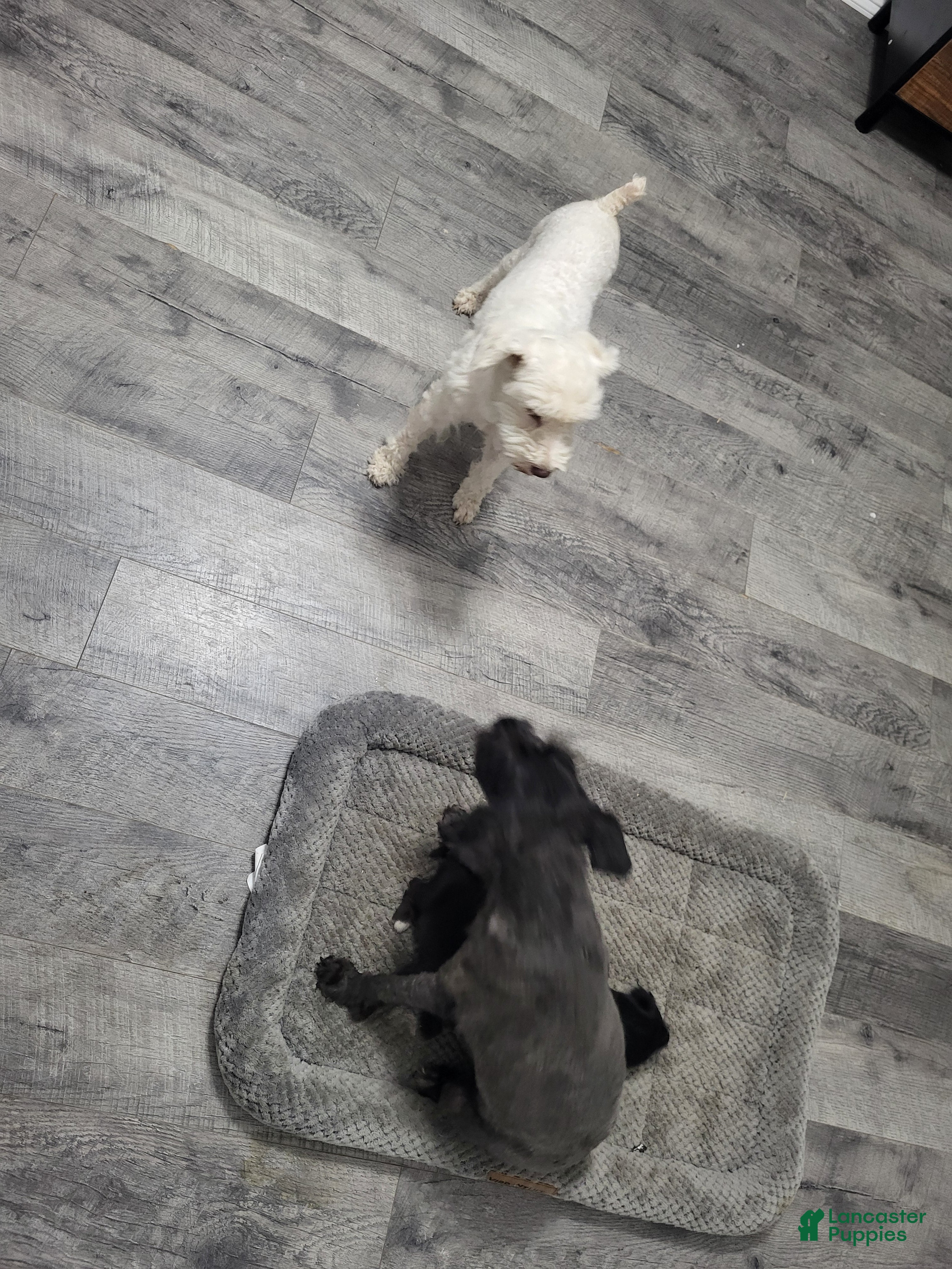 Miniature Schnauzer dogs Daisy - Ad 2