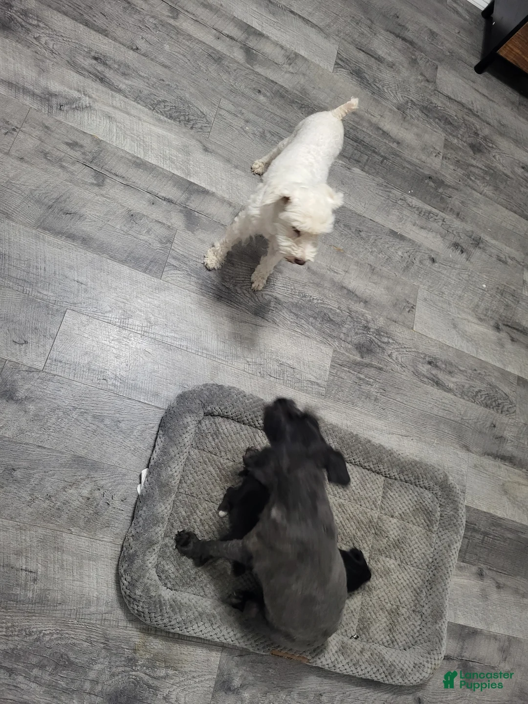 Miniature Schnauzer dogs for sale: Daisy - Ad 2