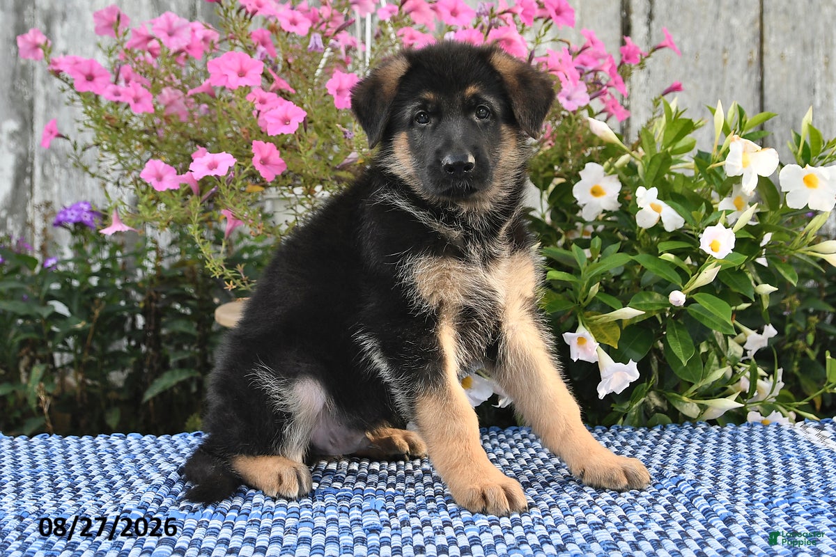 German Shepherd dogs Fritz - Ad 2