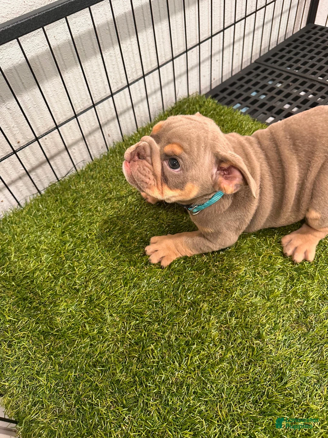 English Bulldog dogs for sale: English Bulldog 2 - Ad 1