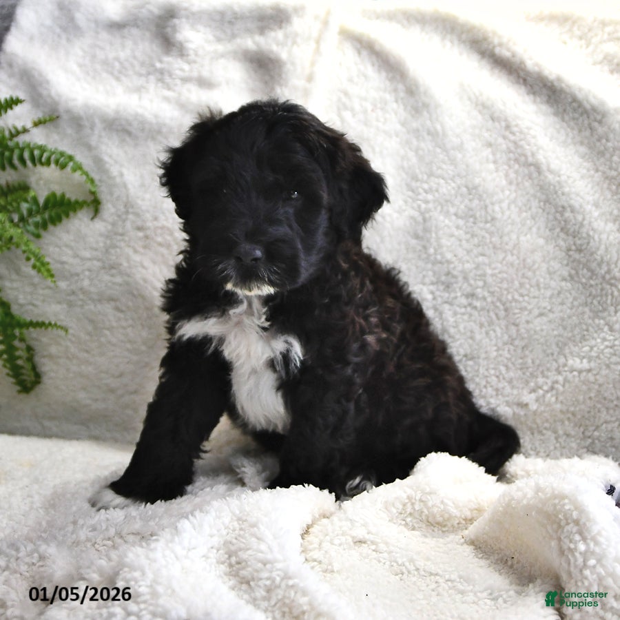 Portuguese Water Dog dogs Denny - Ad 22