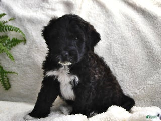 Portuguese Water Dog dogs Denny - Ad 16