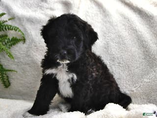 Portuguese Water Dog dogs Denny - Ad 4