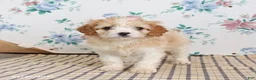 Cavapoo dogs for sale: Pete - Ad 5