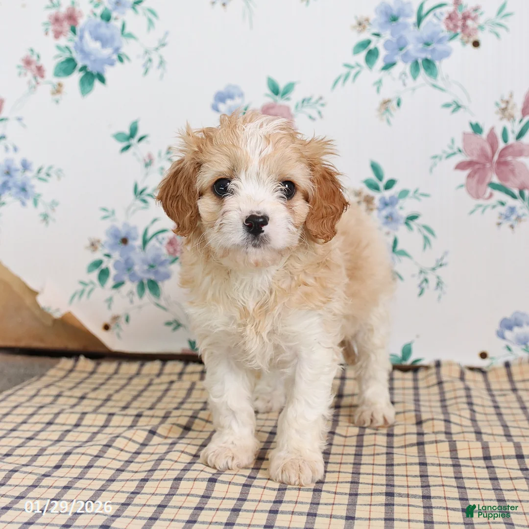 Cavapoo dogs for sale: Pete - Ad 5