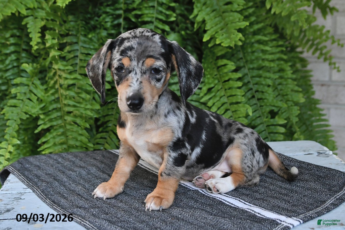 Miniature Dachshund dogs Marley - Ad 2