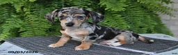 Miniature Dachshund dogs for sale: Marley - Ad 2