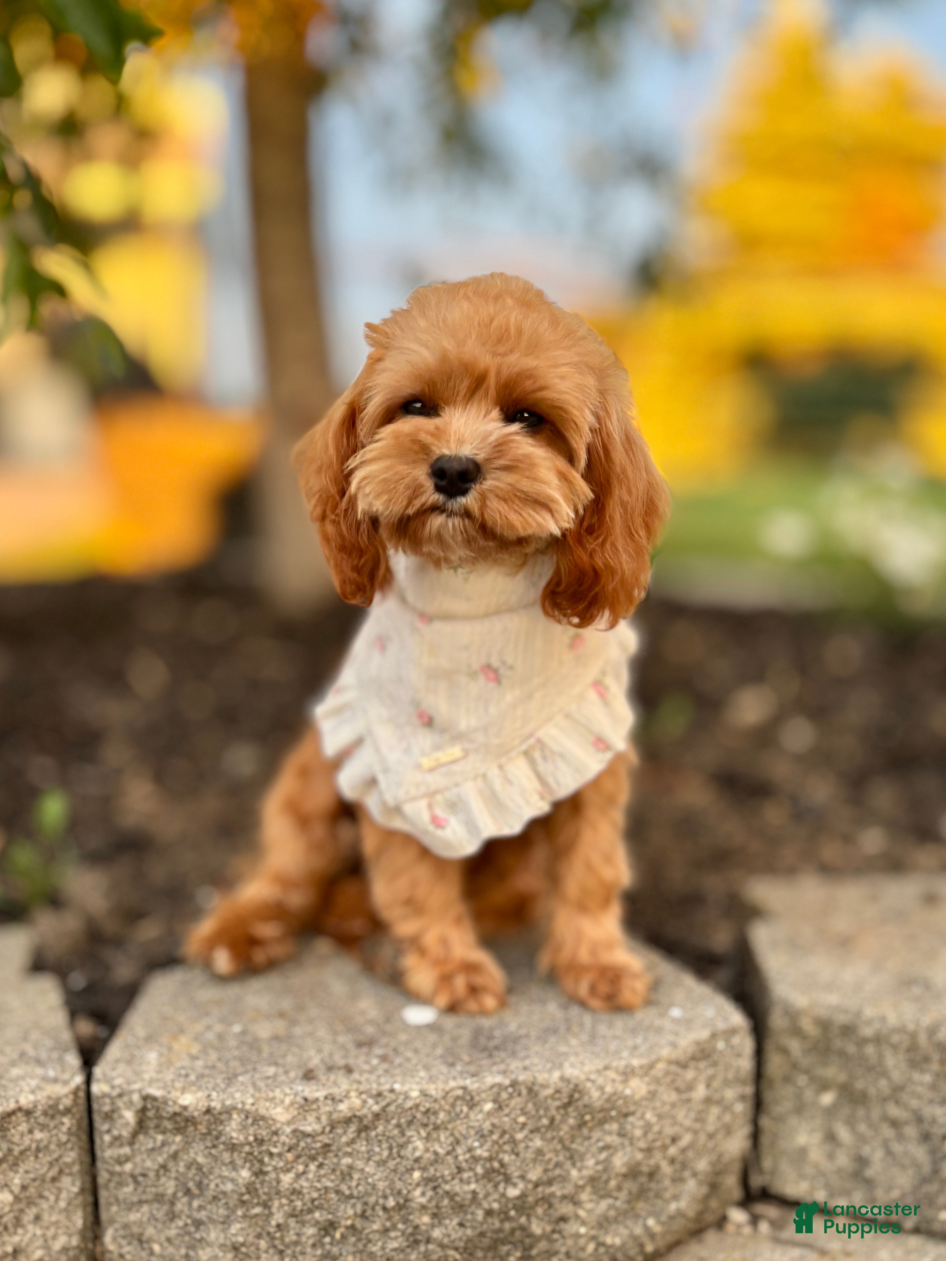 Cavapoo dogs for sale: Blossom Cavapoo Puppy  - Ad 3