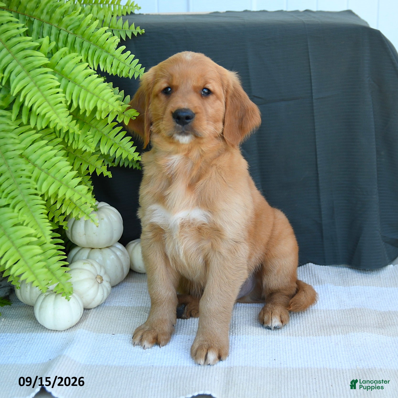 Golden Retriever dogs Wesley - Ad 1