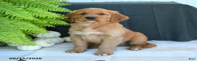 Wesley