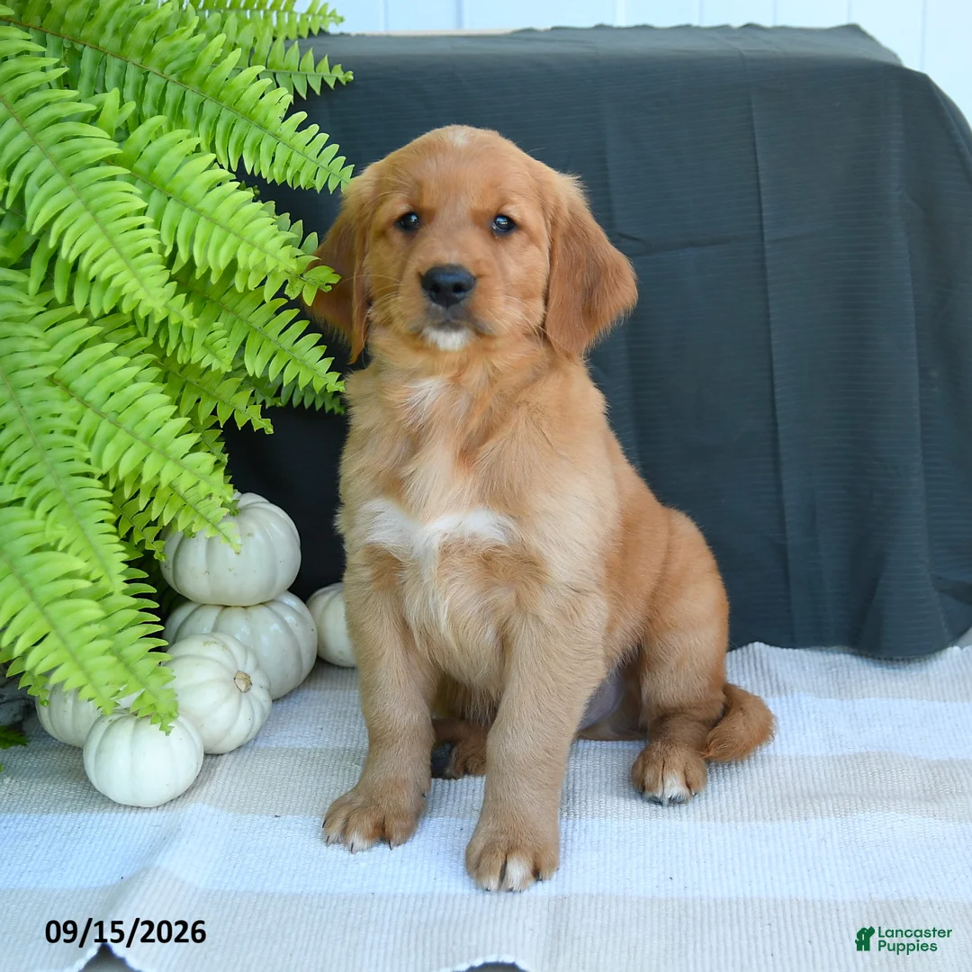 Golden Retriever dogs for sale: Wesley - Ad 1