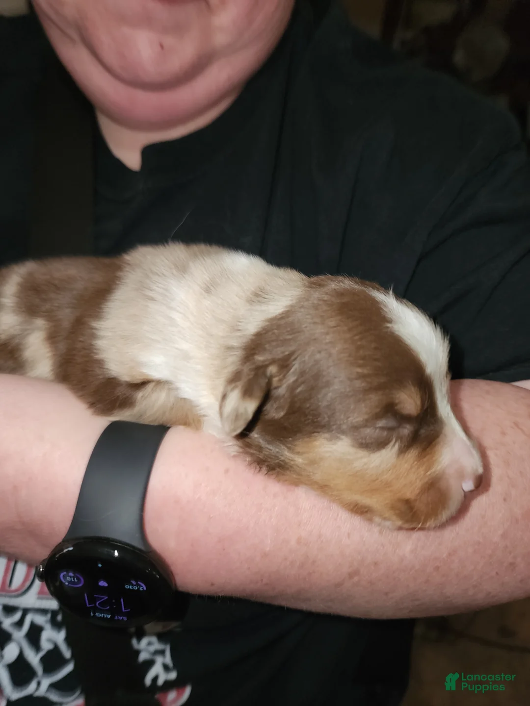 Australian Shepherd dogs for sale: Australian Shepherd 1 - Ad 2