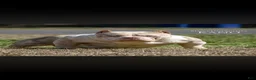American Bully dogs for sale: Red Merle Male - Ad 3