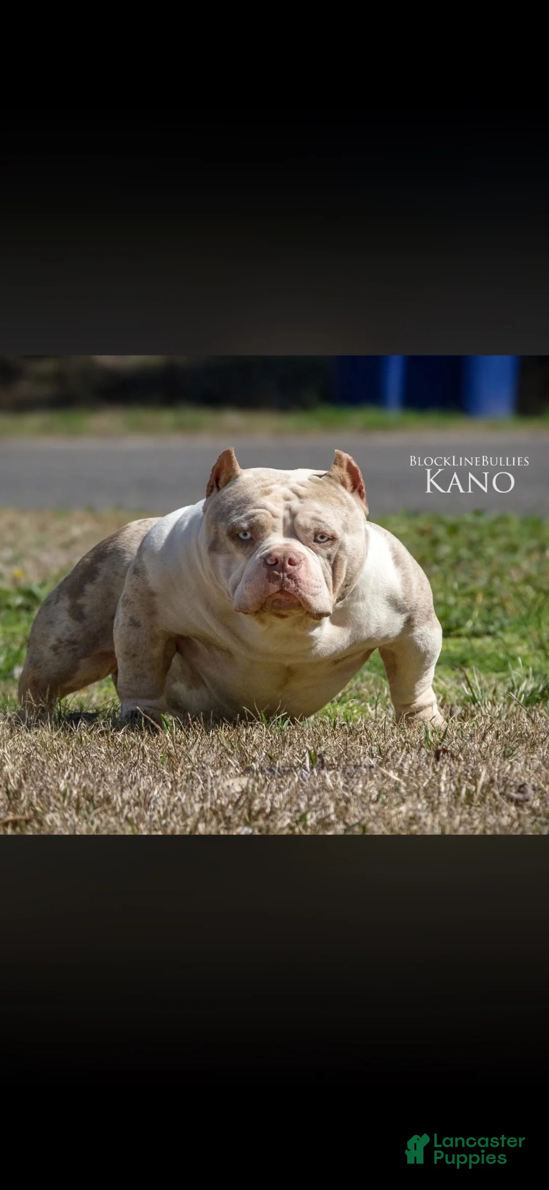 American Bully dogs for sale: Red Merle Male - Ad 3