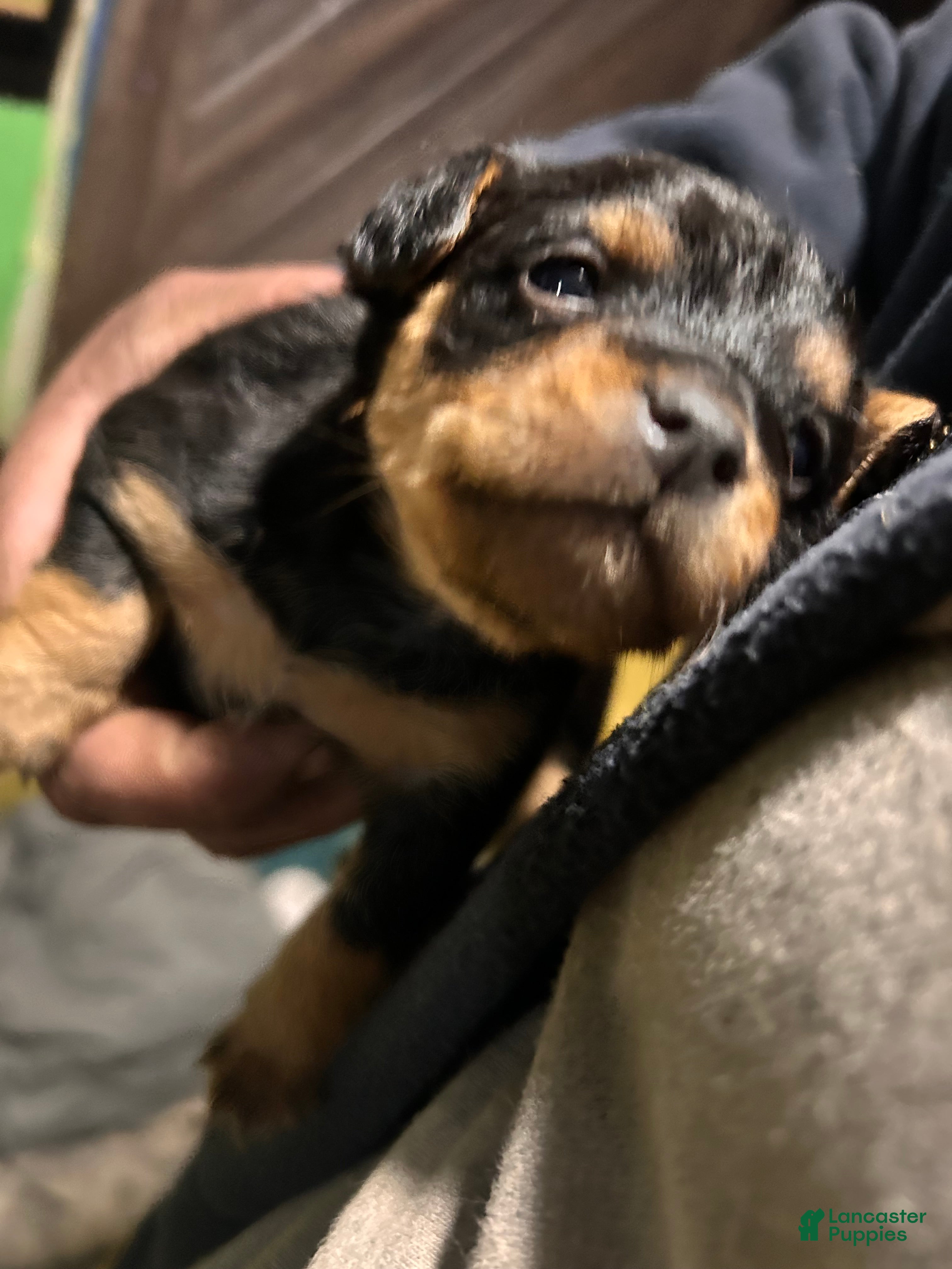 Yorkshire Terrier dogs Yorkshire Terrier 1 - Ad 41