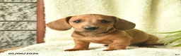 Miniature Dachshund dogs for sale: Koda  - Ad 2