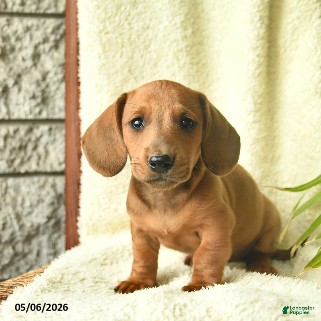 Miniature Dachshund dogs for sale: Koda  - Ad 2
