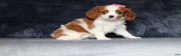 Cavalier King Charles Spaniel dogs for sale: Daisy  - Ad 3