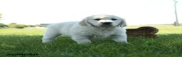 Golden Retriever dogs for sale: Lori - Ad 4
