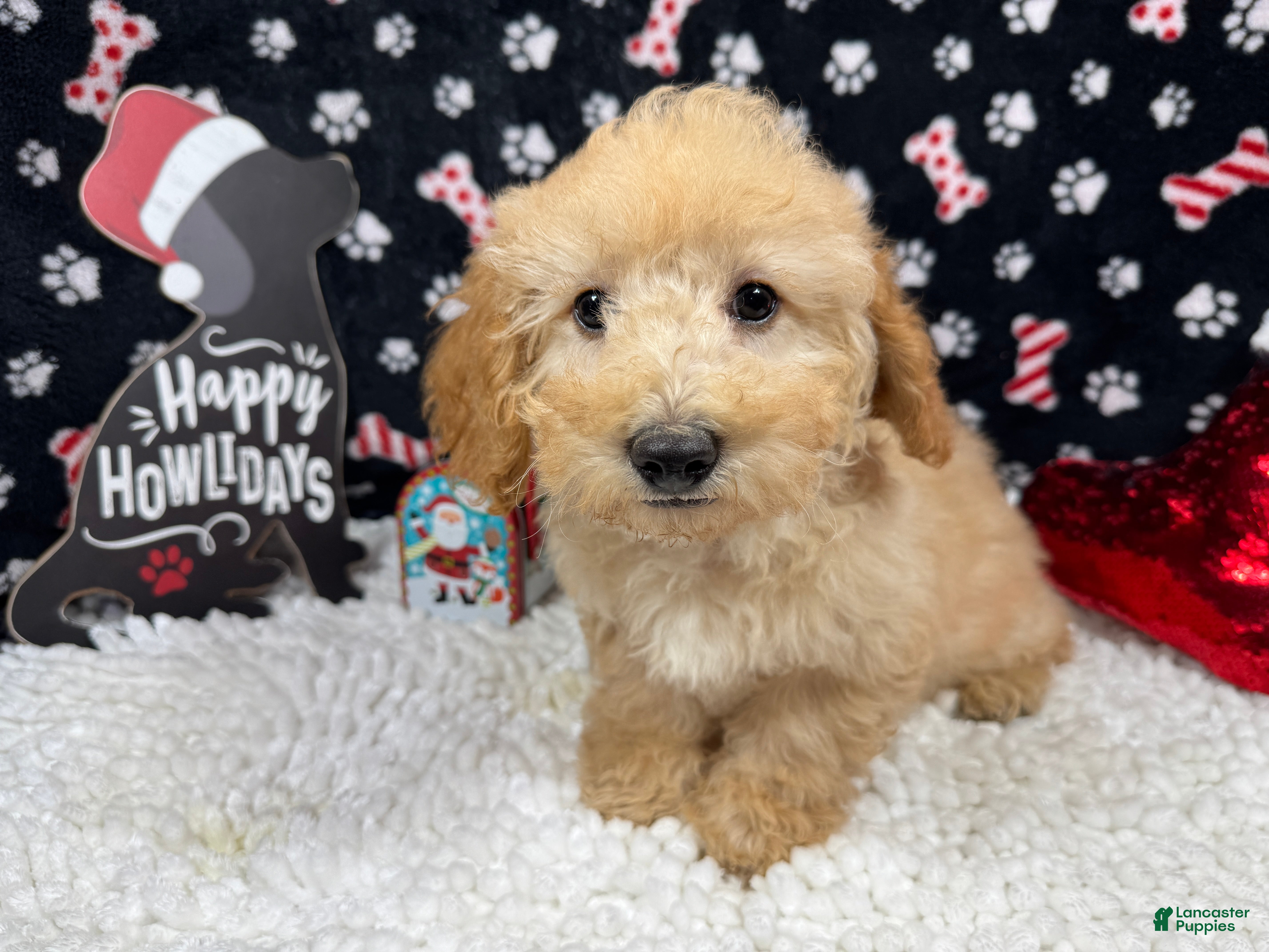 Toy Poodle dogs Toy Poodle Puppy 1 - Ad 41