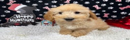 Toy Poodle dogs for sale: Toy Poodle Puppy 1 - Ad 1