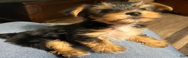 Girl yorkie ckc-sold