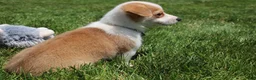Welsh Corgi Pembroke dogs for sale: Zoey - Ad 3