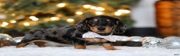 Miniature Dachshund dogs for sale: Macy - Ad 5