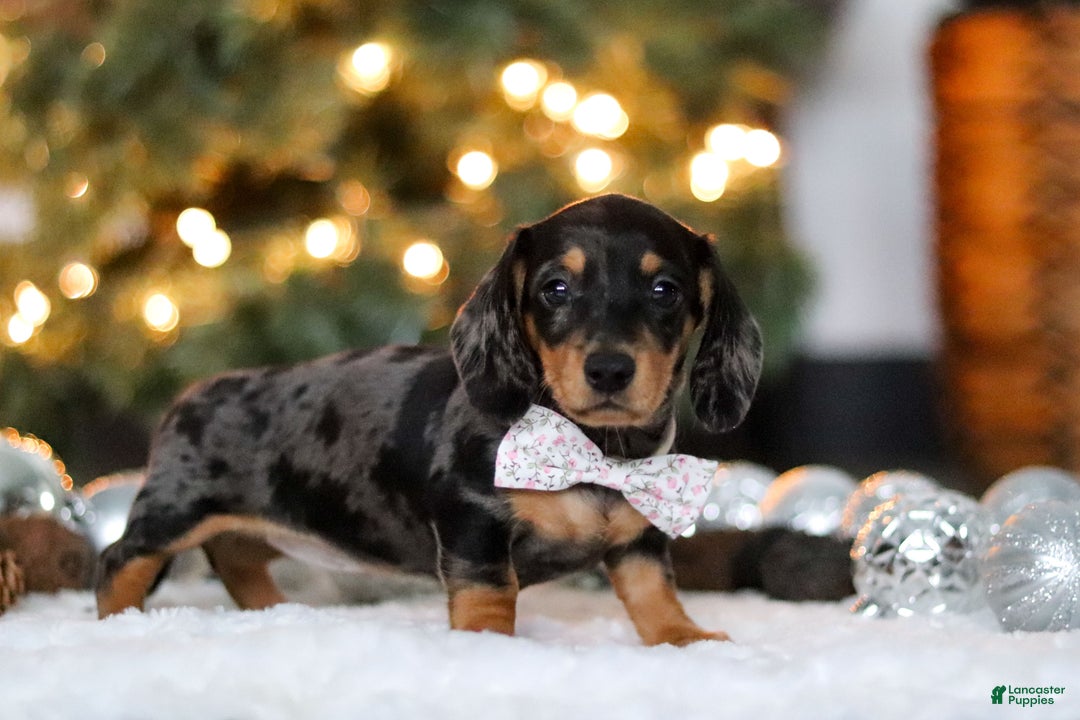 Miniature Dachshund dogs for sale: Macy - Ad 5