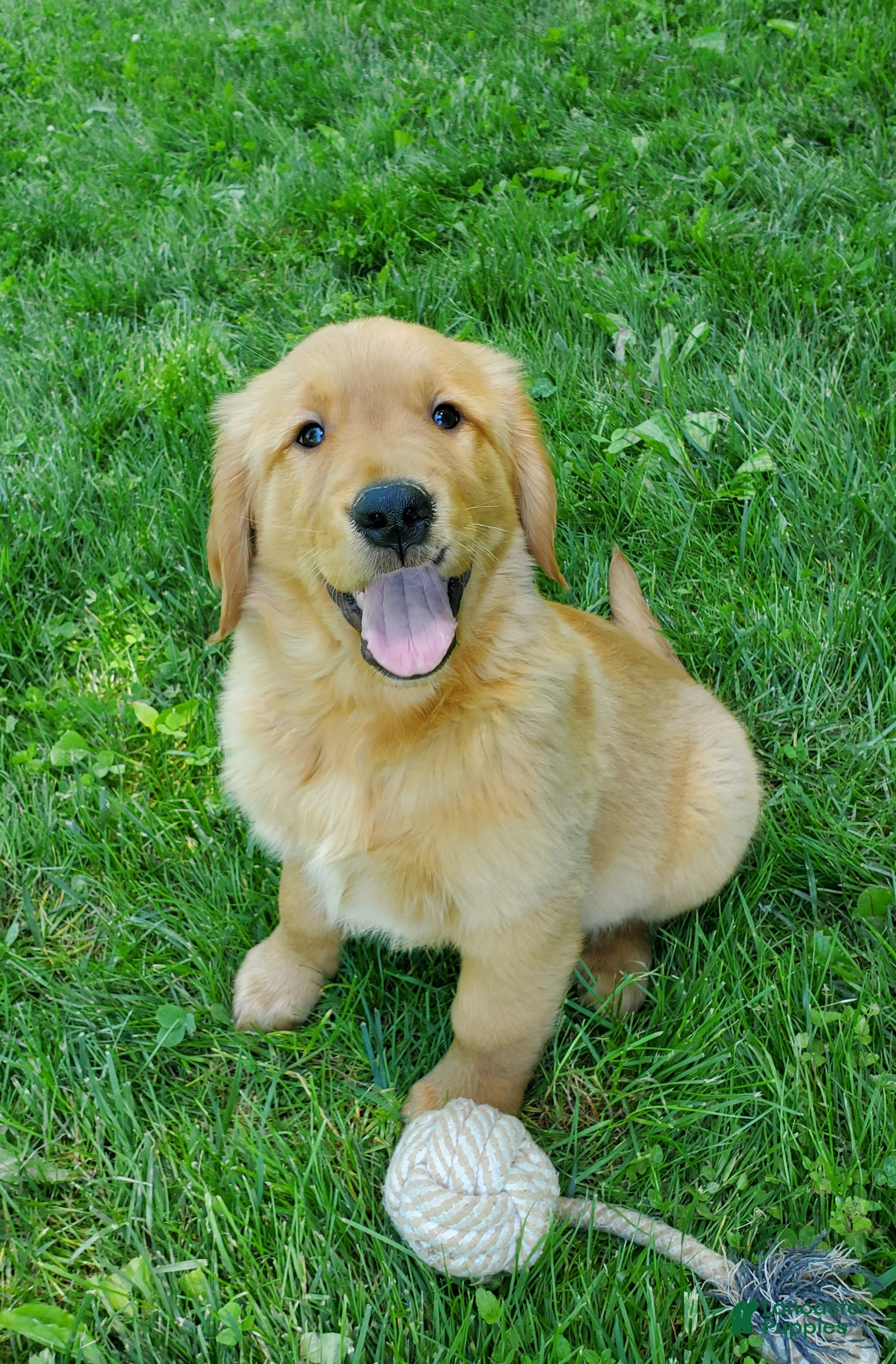 Golden Retriever dogs Copper - Ad 1