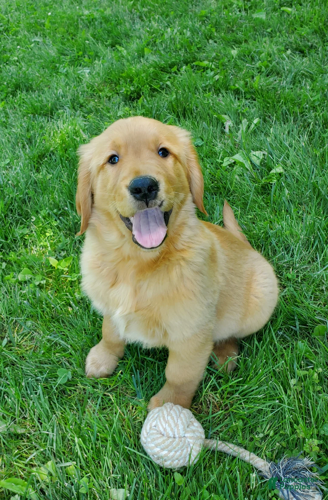 Golden Retriever dogs for sale: Copper - Ad 1