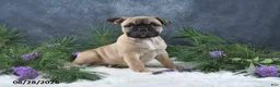 Frenchton dogs for sale: Marco - Ad 4