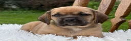 Puggle dogs for sale: Piper - Ad 7