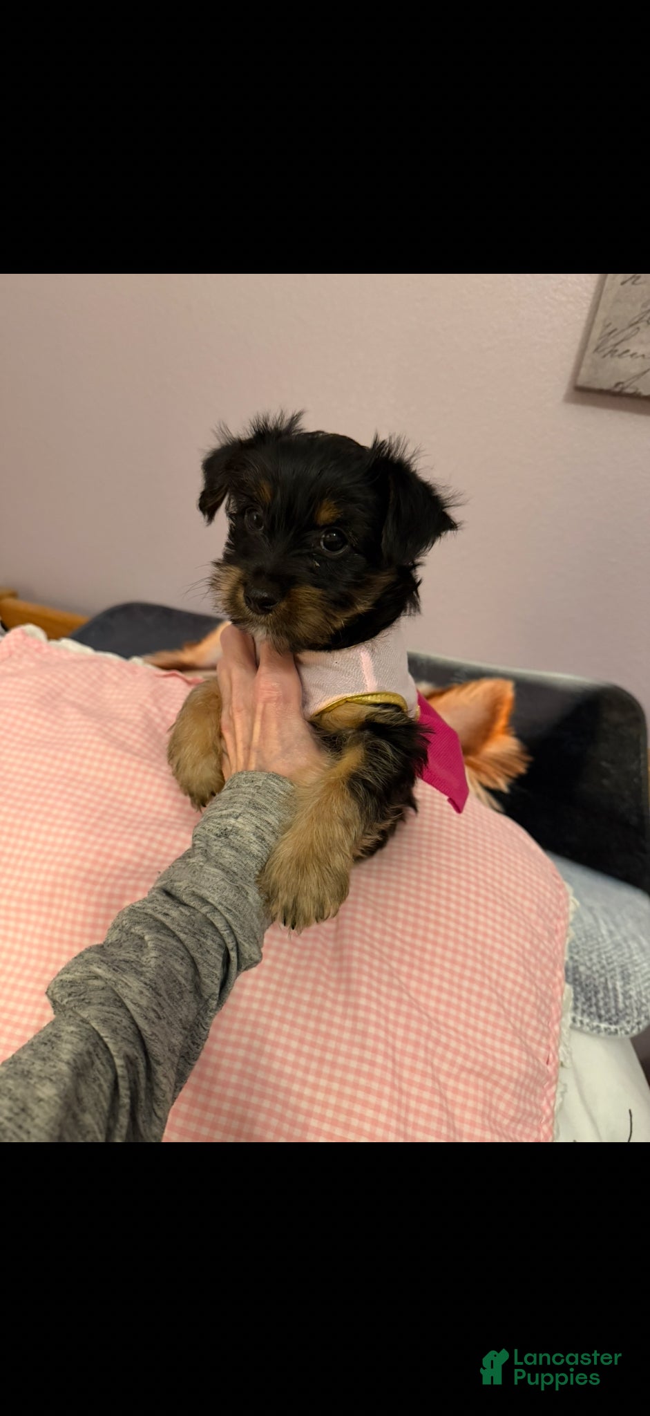 Yorkshire Terrier dogs Yorkshire Terrier Puppy 1 - Ad 10
