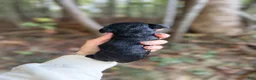 Cocker Spaniel dogs for sale: Cocker Spaniel 2 - Ad 2