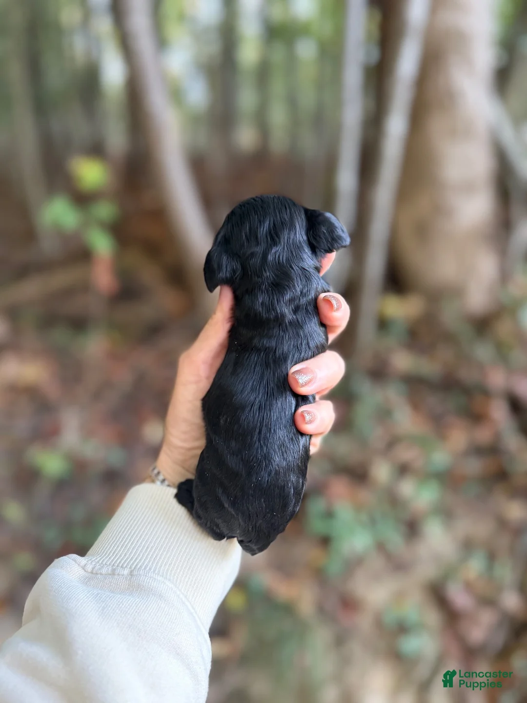 Cocker Spaniel dogs for sale: Cocker Spaniel 2 - Ad 2