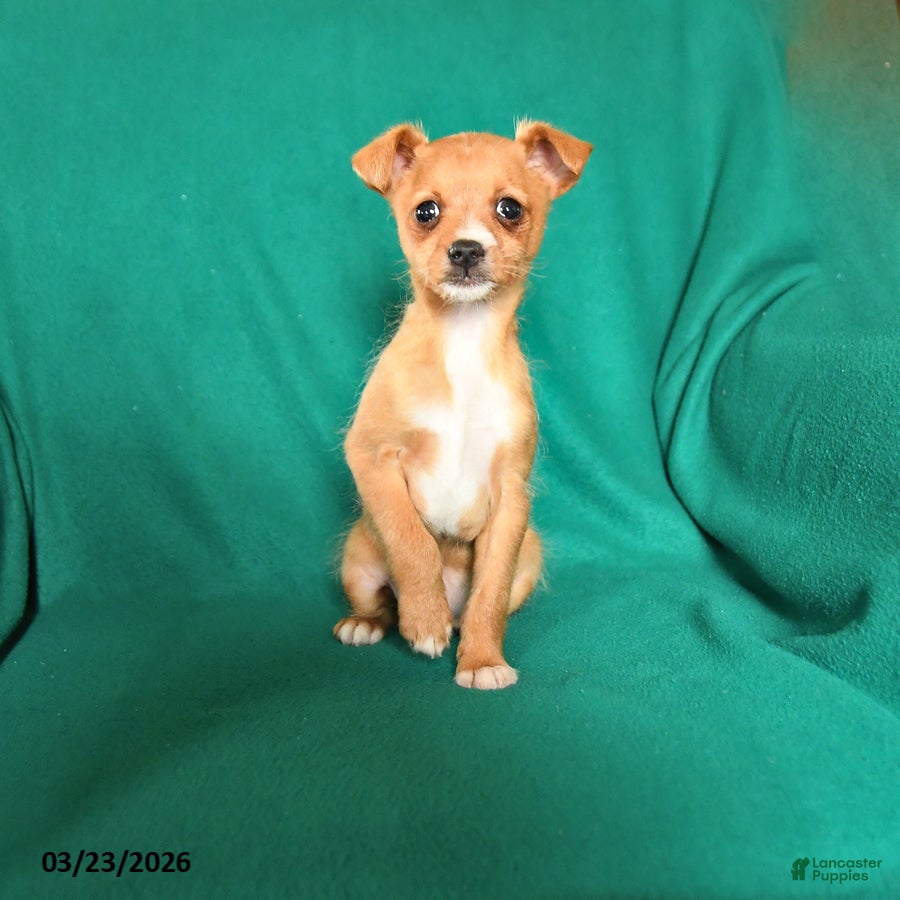 Mixed Breed dogs Tina - Ad 1