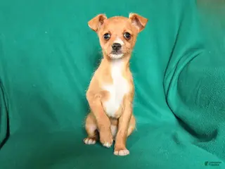 Mixed Breed dogs for sale: Tina - Ad 2