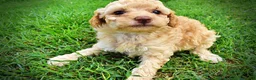 Havapoo dogs for sale: Ajax--SUMMER SALE!! $100 off listed price!!  - Ad 12