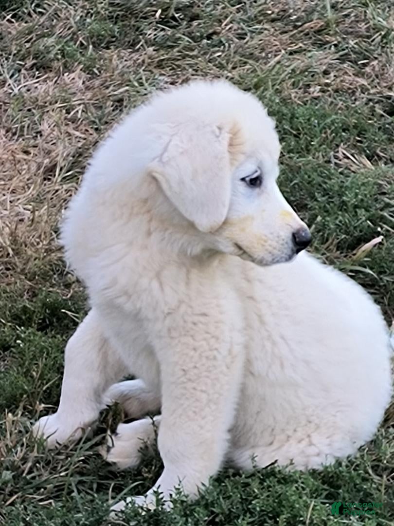 Great Pyrenees dogs Great Pyrenees Puppy 4 - Ad 1