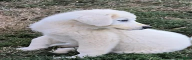Great Pyrenees Puppy 4