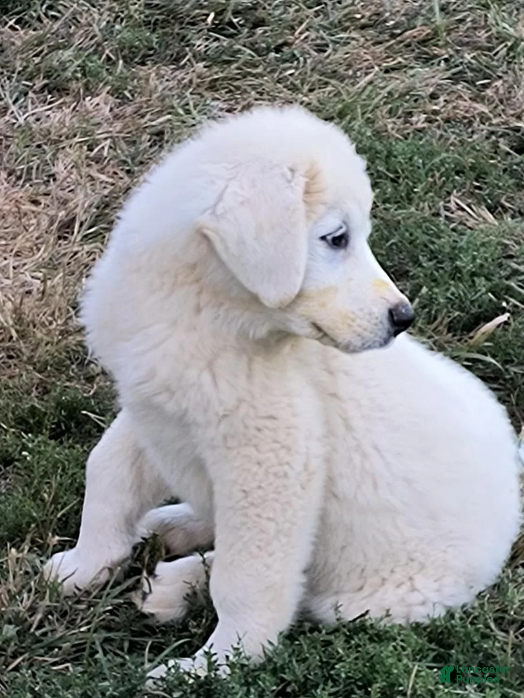 Great Pyrenees dogs for sale: Great Pyrenees Puppy 4 - Ad 1
