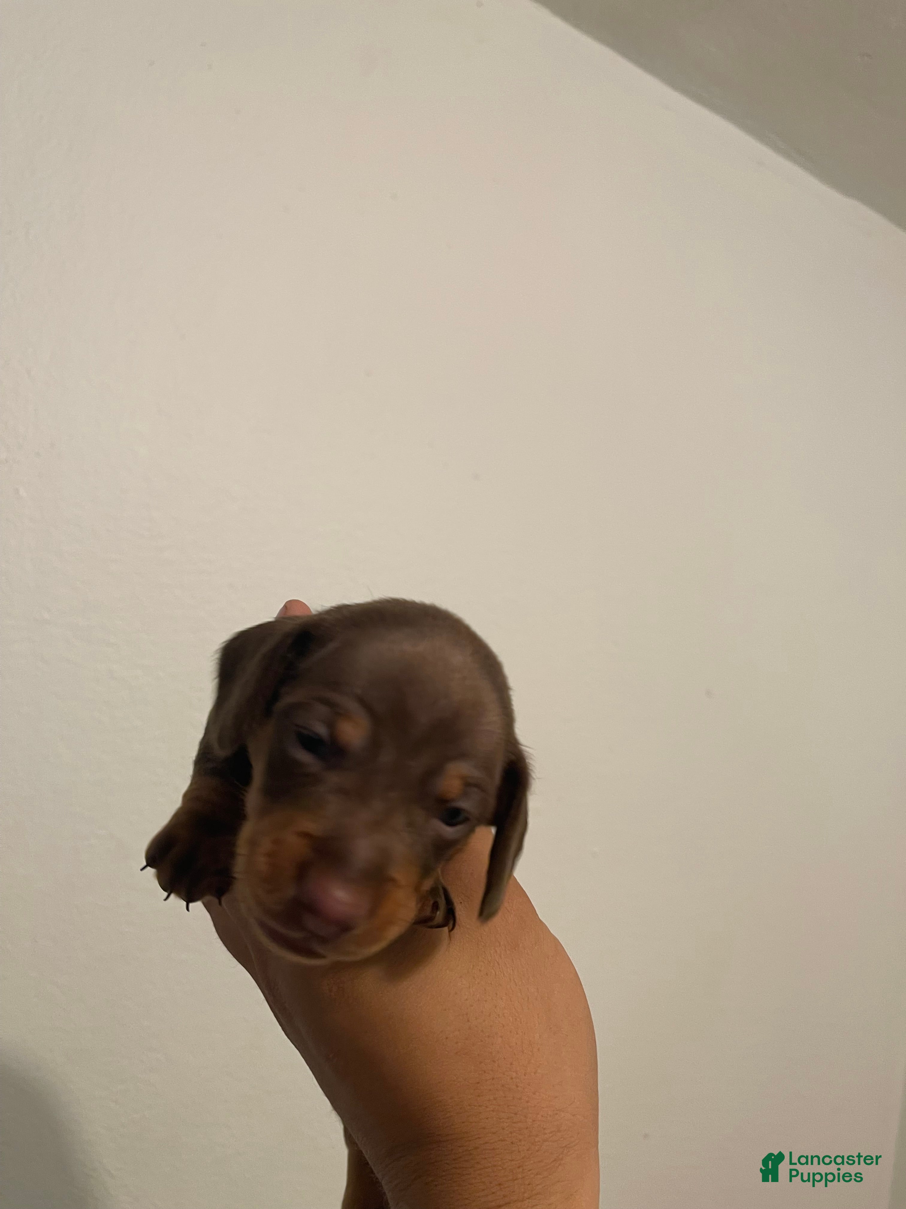 Miniature Dachshund dogs Miniature Dachshund 1 - Ad 19