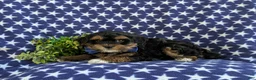 Havapoo dogs for sale: Reed Hypoallergenic - Ad 4